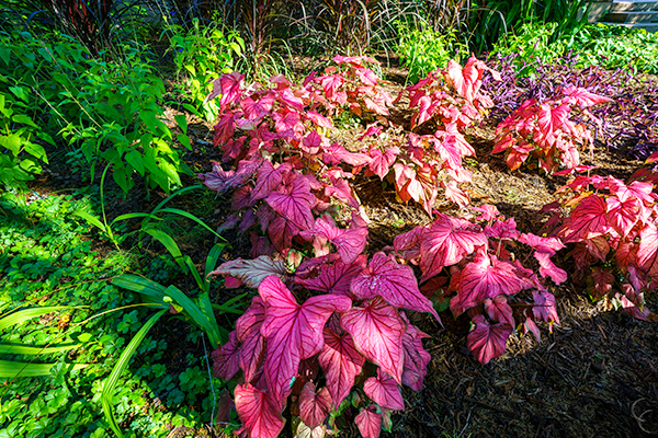 Plant with red leaves